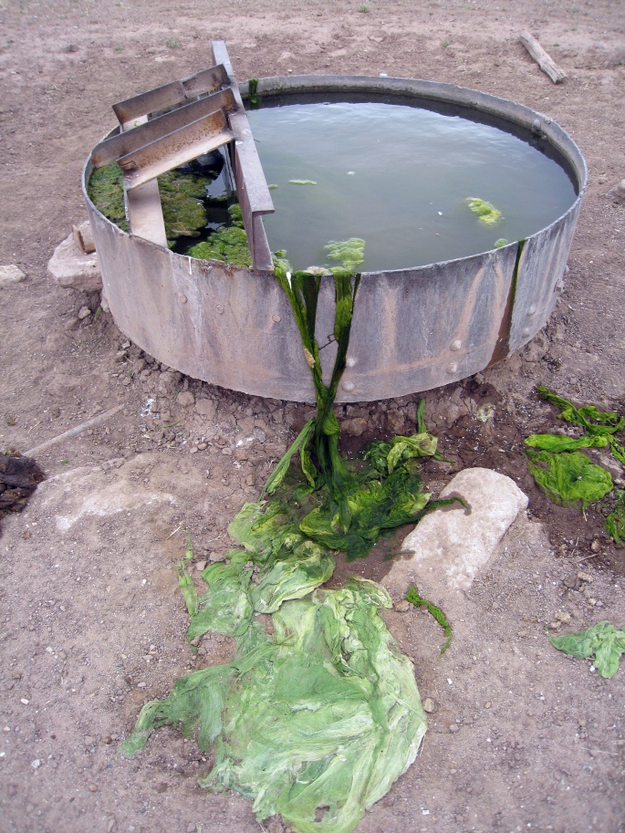 Algae tank north of deming